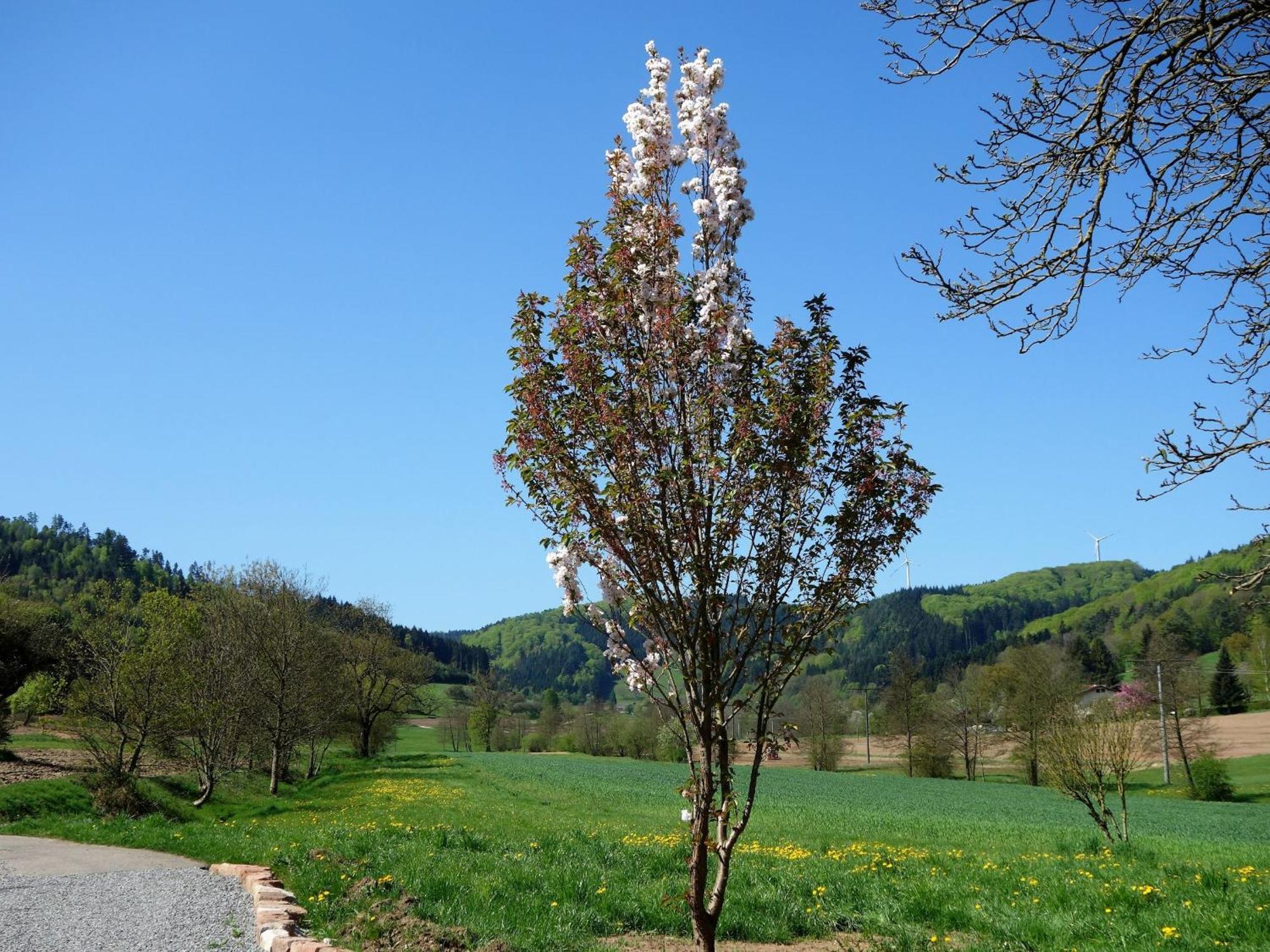 Ferienwohnungen Braun Seelbach  Extérieur photo